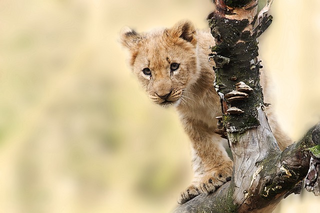 Lion baby sitting on a tree watching out.