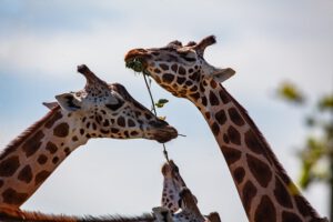Giraffes eating a piece of wood in the zoo of Johannesburg - the vibrant center of South Africa