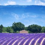 Lavender field in the Provence, France