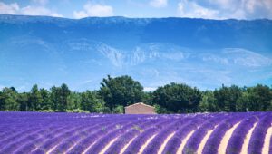 Lavender field in the Provence, France