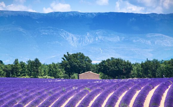 Lavender field in the Provence, France